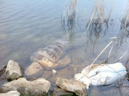 Fost pacient al Secţiei de Neuropsihiatrie, găsit mort în lacul Siutghiol
